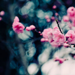 Close up of flower peach