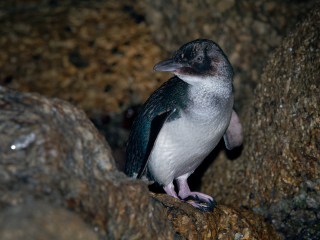 奥玛鲁蓝眼企鹅栖息地