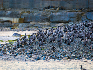 奥玛鲁蓝眼企鹅栖息地