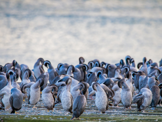 奥玛鲁蓝眼企鹅栖息地