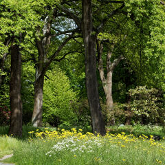 Woodland in  Botanical Gardens in Hagley Park, Christchurch