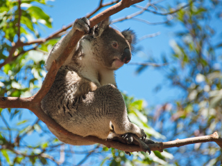 悉尼塔龙加动物园