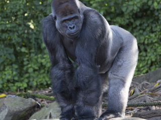 悉尼塔龙加动物园