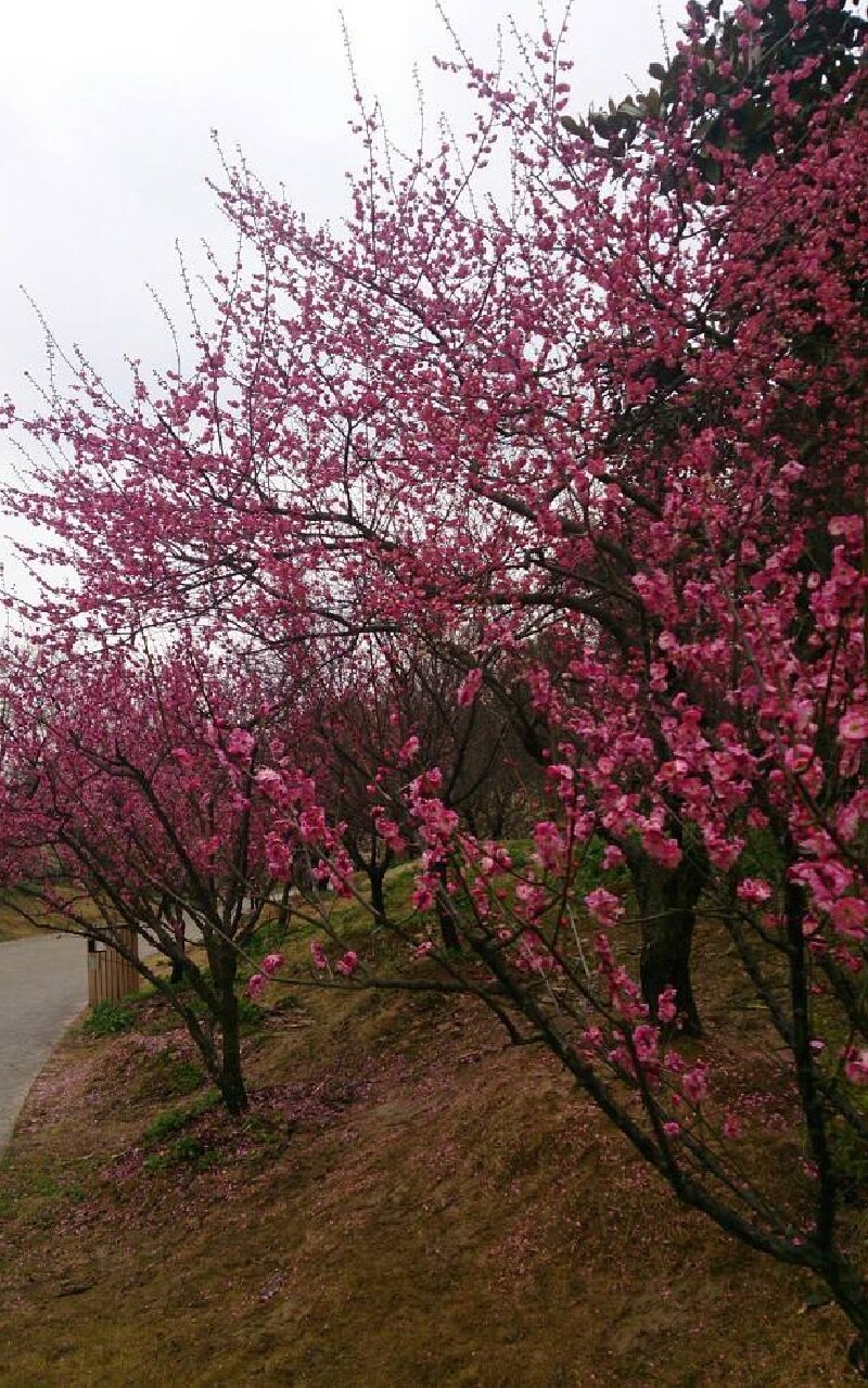 梅花山梅园以品种奇特著称,来此赏梅的游人摩肩接踵,高潮时节每天都在
