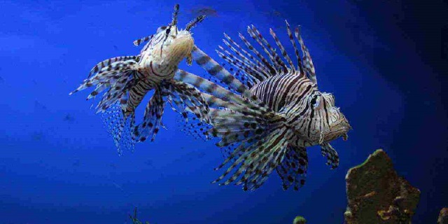 宁波海洋世界 宁波旅游 宁波海洋世界门票