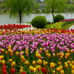 A field of different colours tulips blooming at Shanghai flower port China on a sunny day .