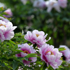 Blooming peony flower in Luoyang, China in spring