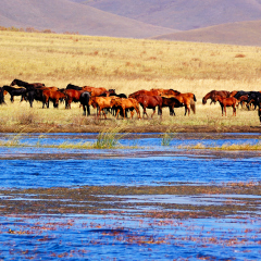 Horses by the lake in Bashang grassland, Hebei, China. Bashang Grassland stretches from northern Hebei province into Inner Mongolia in China