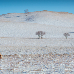 Horses on Bashang grassland in Hebei, China