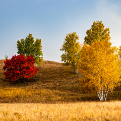 Bashang Grassland. A plateau at Hebei, China.