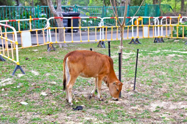 一头老牛是无忌惮地在路中央的草丛上睡觉,来来