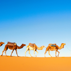 Camel caravan on the Sahara desert