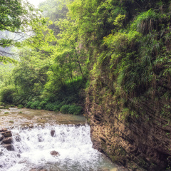 creek at the bottom of zhangjiajie grand canyon. lush forest and woods surrounding the creek water.