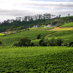 A beautiful wine farm against the hills of the Western Cape in South Africa. A cloudy day with spots of sunlight on the farmhouse and other buildings.