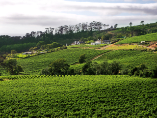 大康斯坦夏葡萄酒庄园