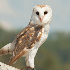 Barn Owl on branch, Lone Pine Koala Sanctuary, Brisbane, Australia