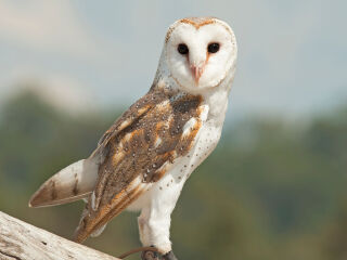 龙柏考拉保护区