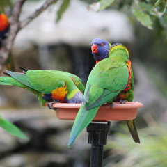 Rainbow lorikeets from a bowl (Australia)