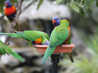 龙柏考拉保护区