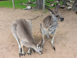 龙柏考拉保护区