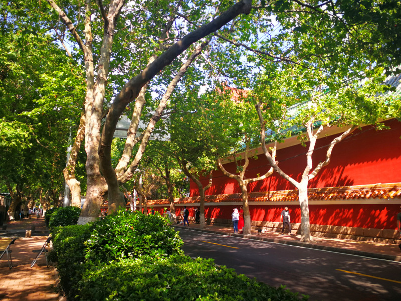 青岛大学路午后阳光