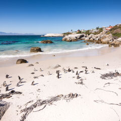 Colony of African Penguins resting on Boulders Beach