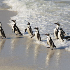 African penguins on Boulders Beach in South Africa