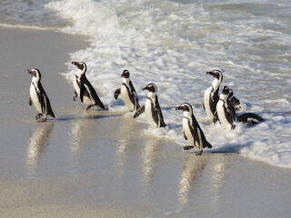 企鹅生态保护区