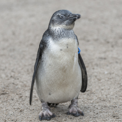 Portrait of a small african penguin at sand, Germany, 2016