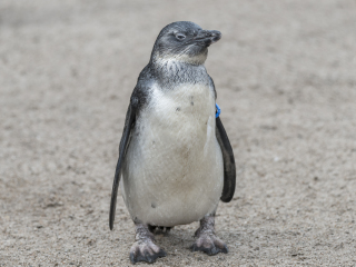 企鹅生态保护区
