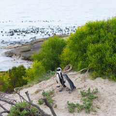 The African Penguin colony on Cape Peninsula at Boulders Beach, Simon's Town, Western Cape Province, Cape Town district, South Africa.