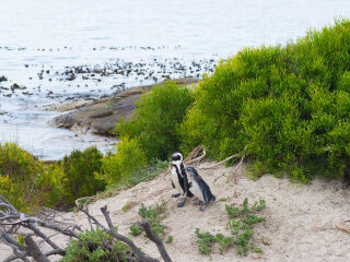 企鹅生态保护区