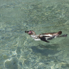 Penguin swimming.