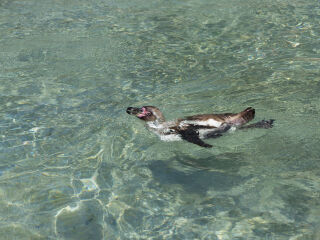 企鹅生态保护区