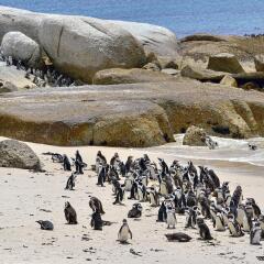 Jackass Penguins (Spheniscus demersus), colony, Table Mountain National Park, The Boulders, Simon's Town, Western Cape, South Africa