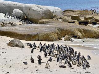 企鹅生态保护区
