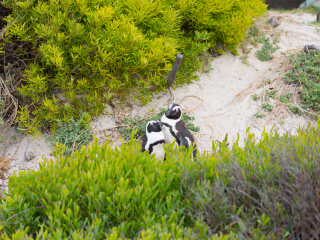 企鹅生态保护区