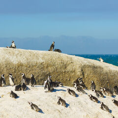 Group af african penguins on rocky beach in South Africa