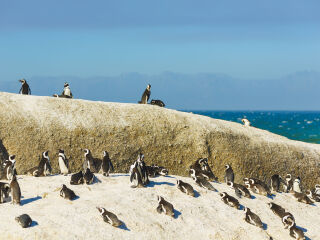 企鹅生态保护区