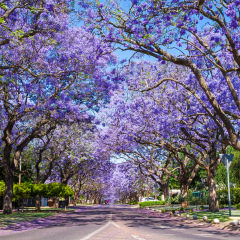 Street in Pretoria lined with beautiful purple Jacaranda trees