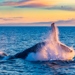 Humpback Whale breaching in deep blue sea at Iceland in the morning