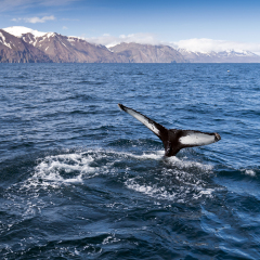 The tail of a humpback whale in the sea