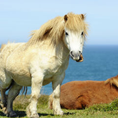Wild Shetland Ponys