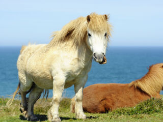 雷克雅未克大教堂