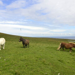 Shetland ponies.