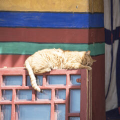 Cat sleeping on a colored wall