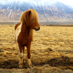 Icelandic Horse