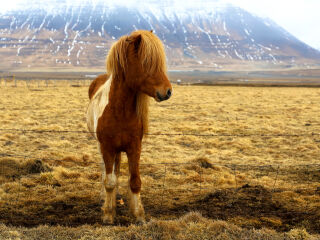 雷克雅未克大教堂