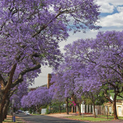 Jacaranda Corner