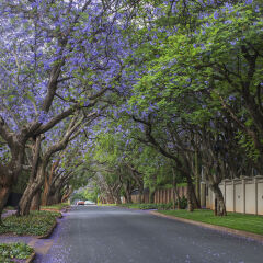 Jacaranda Tree Lane